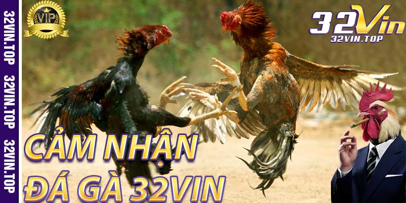 Đá Gà 32Vin: Cảm Nhận Đầu Tiên